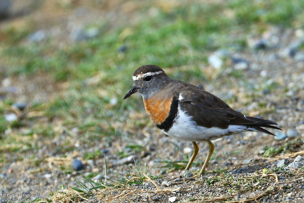 Rufous-chested Ploveradult breeding