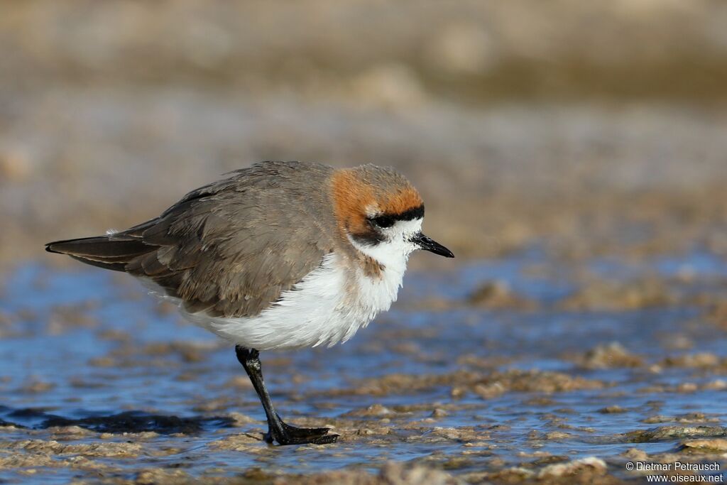 Puna Ploveradult, identification