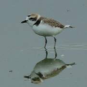 Snowy Plover