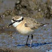 Kittlitz's Plover