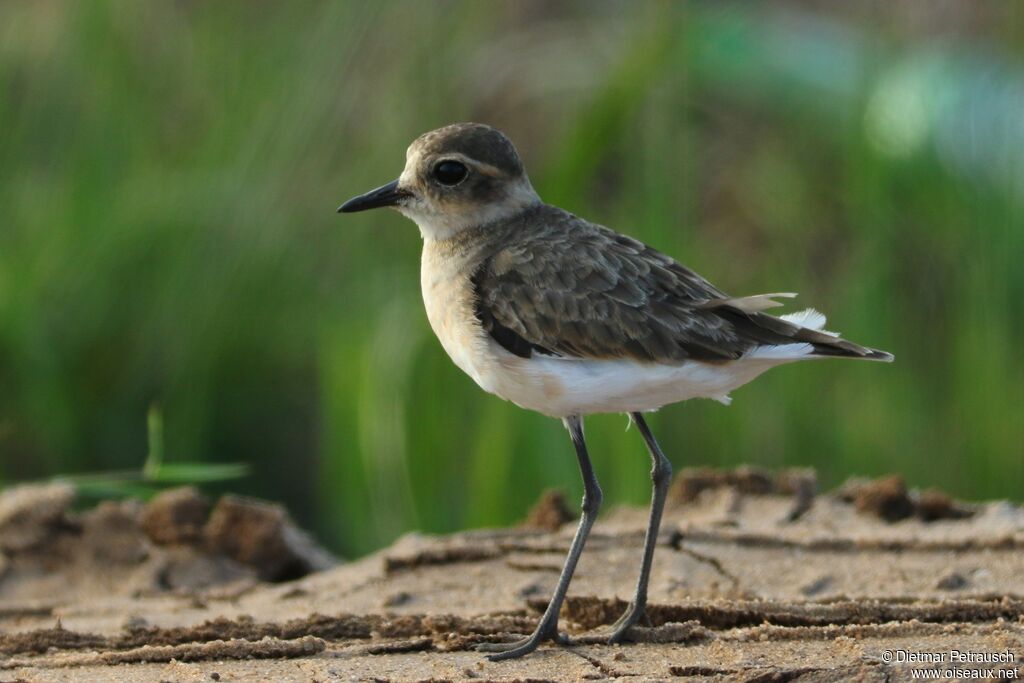 Gravelot pâtreimmature