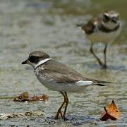 Semipalmated Plover