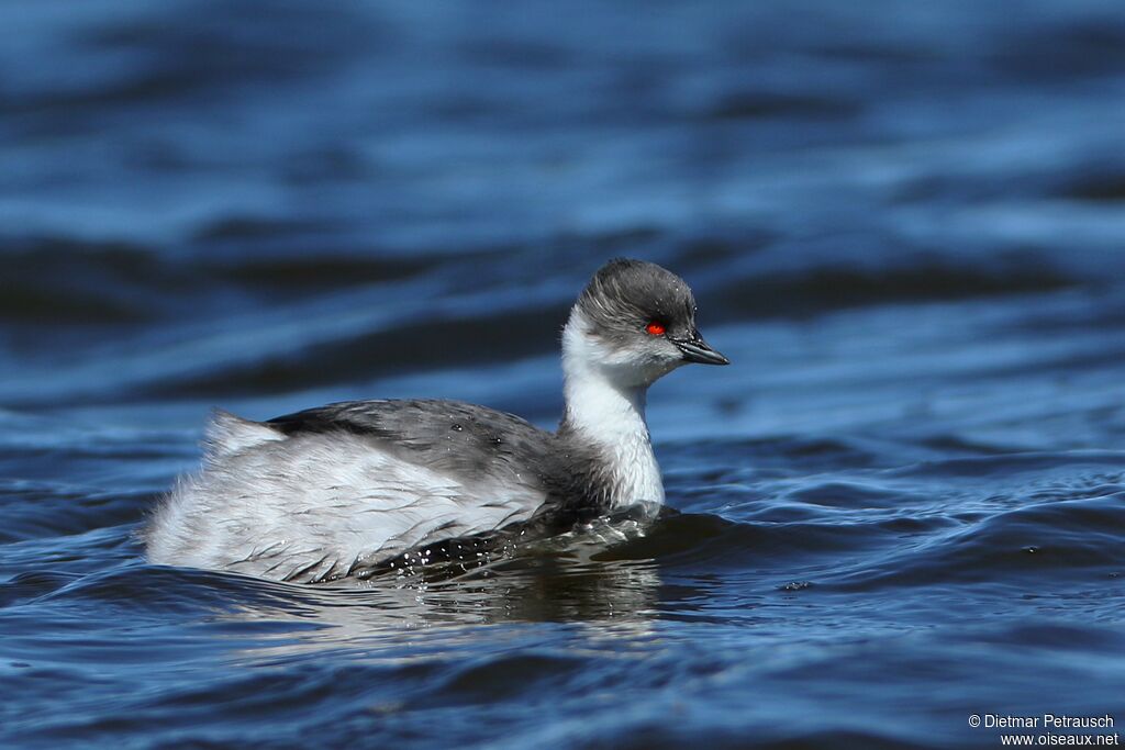 Grèbe aux belles jouesadulte, identification