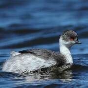 Silvery Grebe