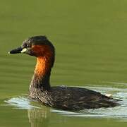 Little Grebe