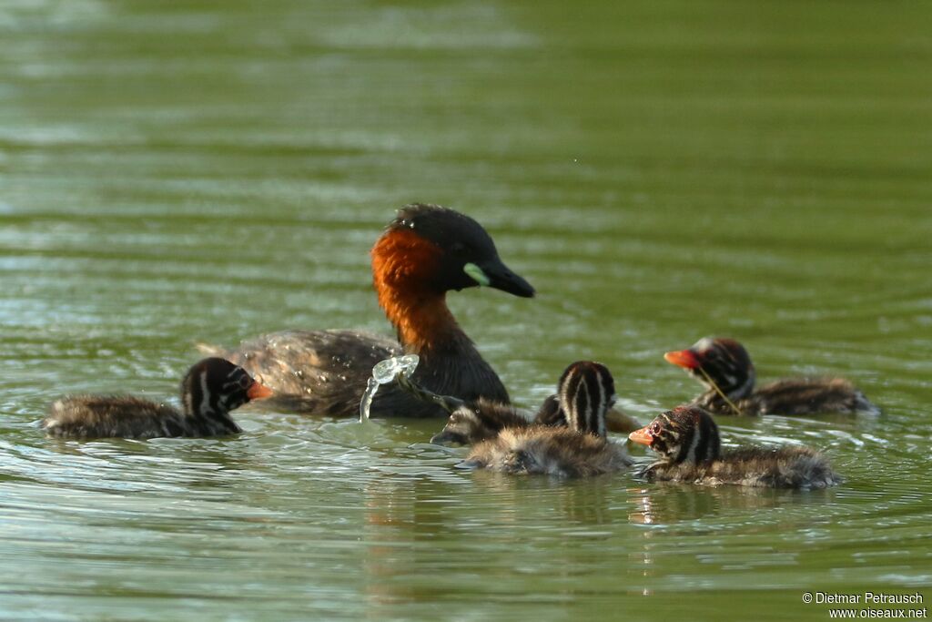 Little Grebe