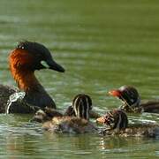 Little Grebe