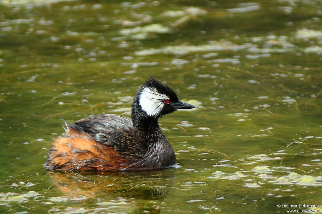 White-tufted Grebeadult