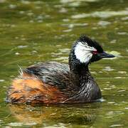 White-tufted Grebe