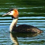 Great Crested Grebe