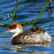 Titicaca Grebe