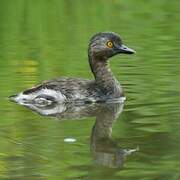 Least Grebe