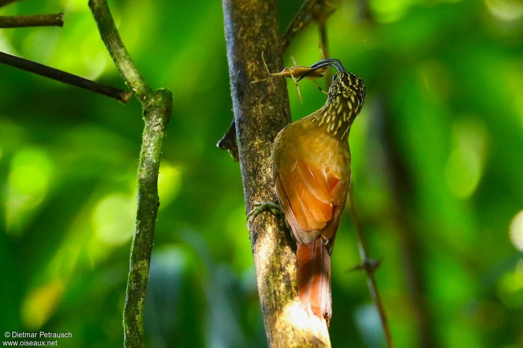 Black-billed Scythebilladult