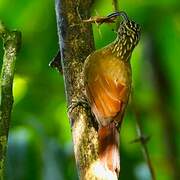 Black-billed Scythebill