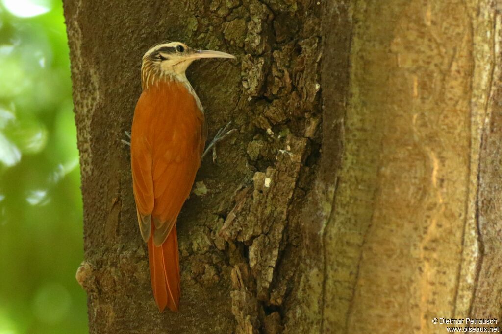 Narrow-billed Woodcreeperadult