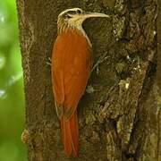 Narrow-billed Woodcreeper