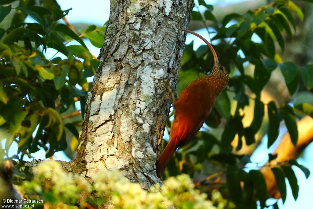 Red-billed Scythebilladult