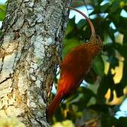 Red-billed Scythebill