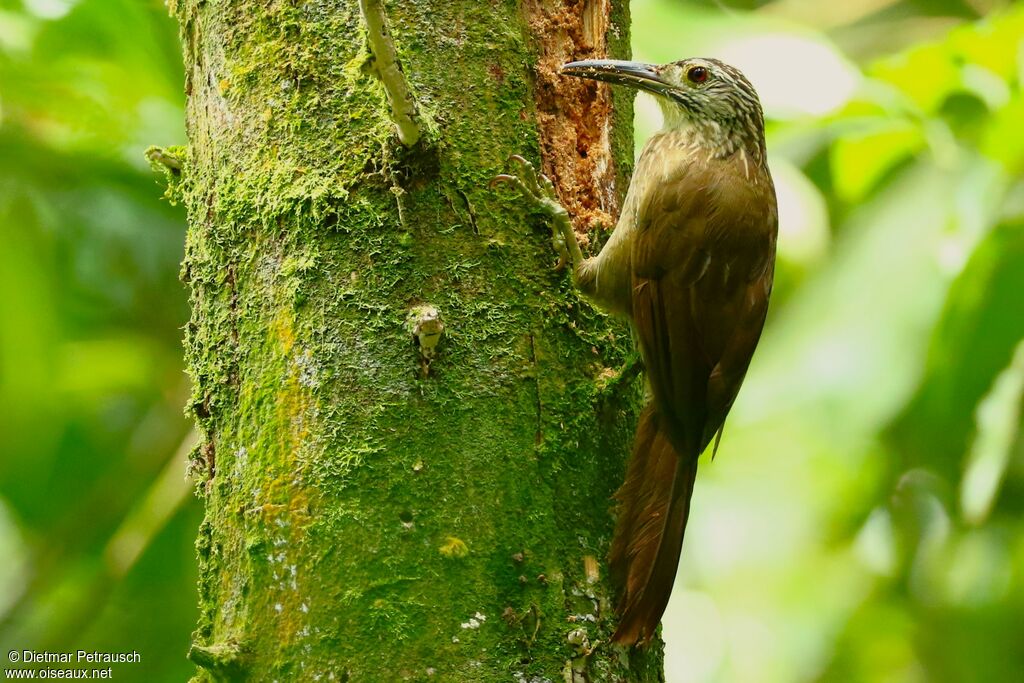 White-throated Woodcreeperadult