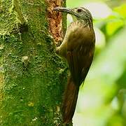 White-throated Woodcreeper