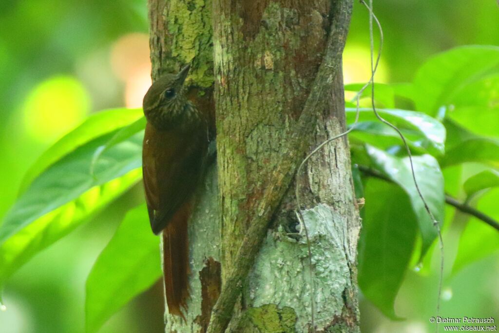 Wedge-billed Woodcreeperadult