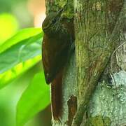 Wedge-billed Woodcreeper