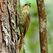 Lesser Woodcreeper