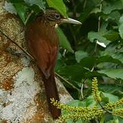 Buff-throated Woodcreeper