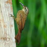 Planalto Woodcreeper