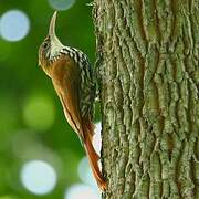 Scaled Woodcreeper