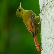 Olivaceous Woodcreeper