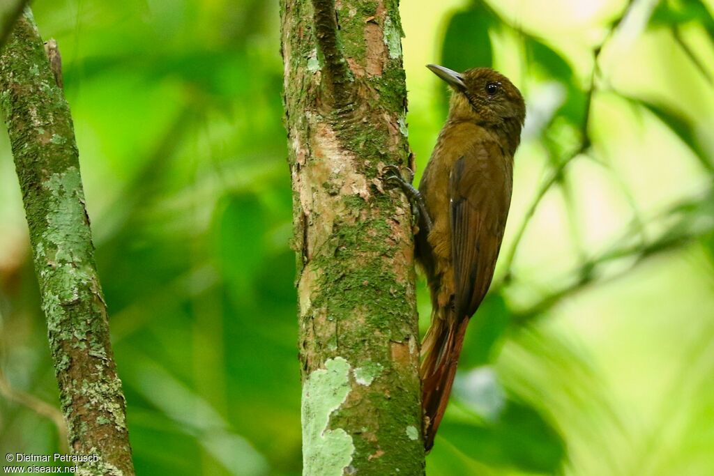 Plain-winged Woodcreeperadult