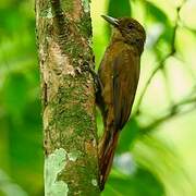 Plain-winged Woodcreeper