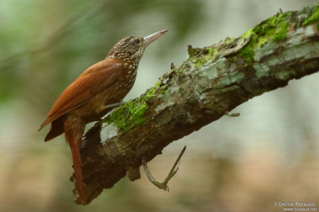 Straight-billed Woodcreeperadult