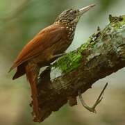 Straight-billed Woodcreeper