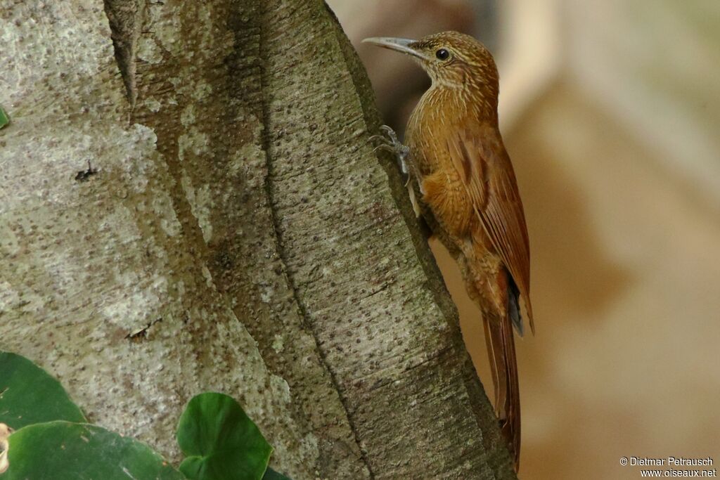 Black-banded Woodcreeperadult