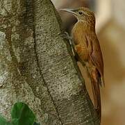 Black-banded Woodcreeper