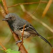 Narrow-billed Antwren