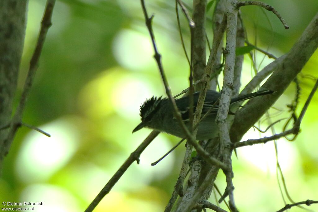 Bahia Antwren male adult