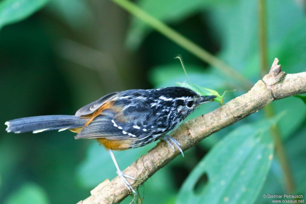 Ochre-rumped Antbirdadult, fishing/hunting, eats