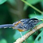 Ochre-rumped Antbird