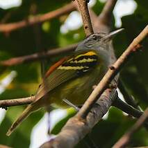 Grisin à croupion roux