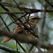 Stripe-backed Antbird