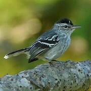 Large-billed Antwren