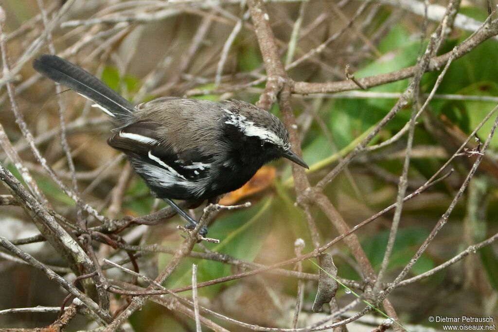 Black-bellied Antwren male adult