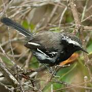 Black-bellied Antwren