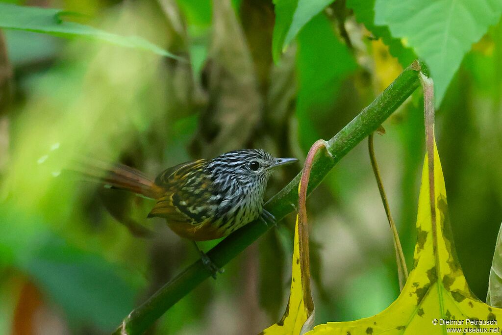 Santa Marta Antbird adult