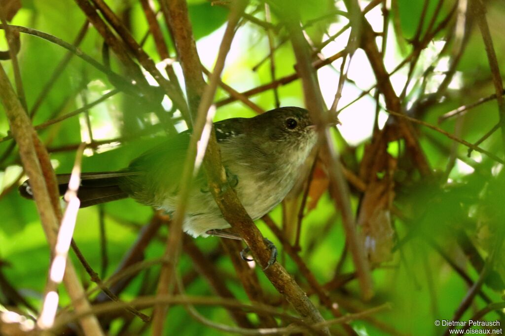Mato Grosso Antbird female adult