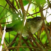 Mato Grosso Antbird