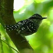 Scaled Antbird